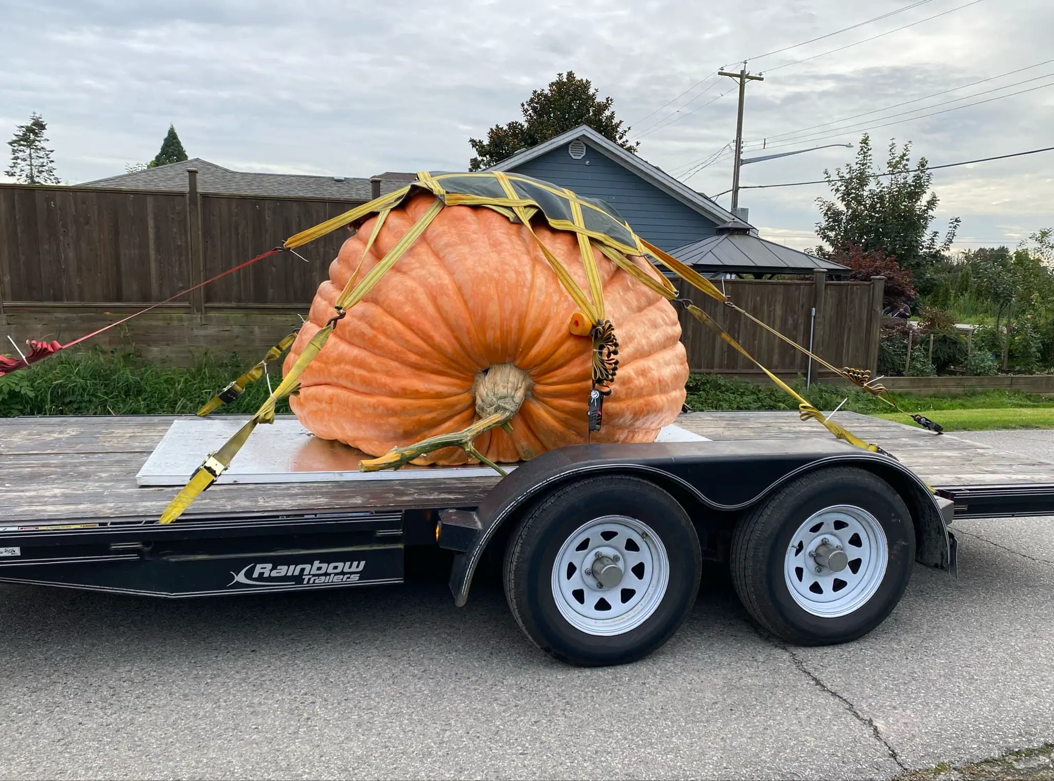 Can You Pick Your Favorite 15 Units? đ 18 Absolute Units of a pumpkin. My neighbours' 2,252 pounder.