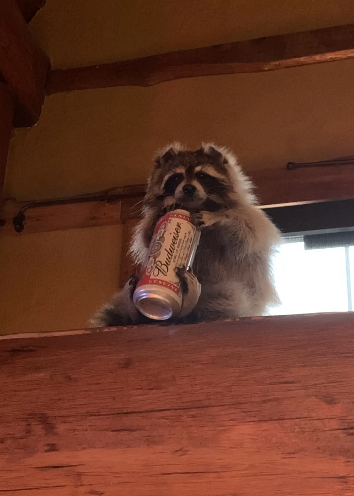Absolute Units of a raccoon