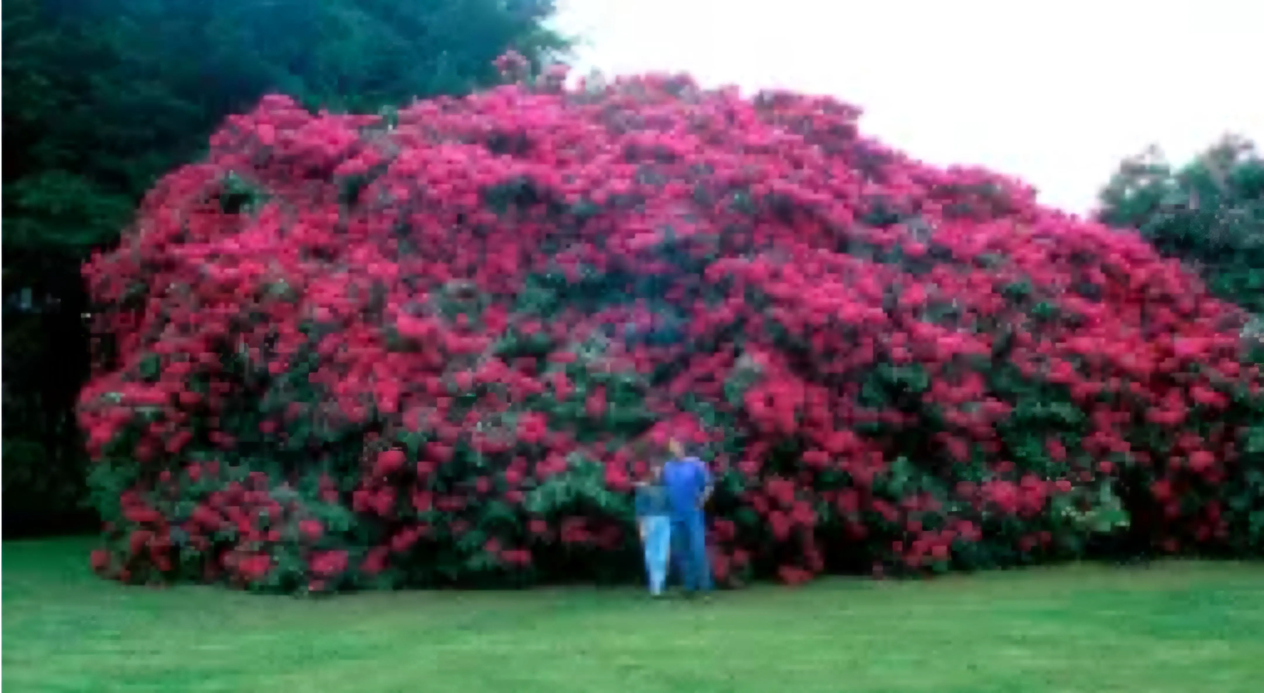 17 Unbelievably Massive Oddities You Must See! đđ 33 Absolute Units of a rhododendron