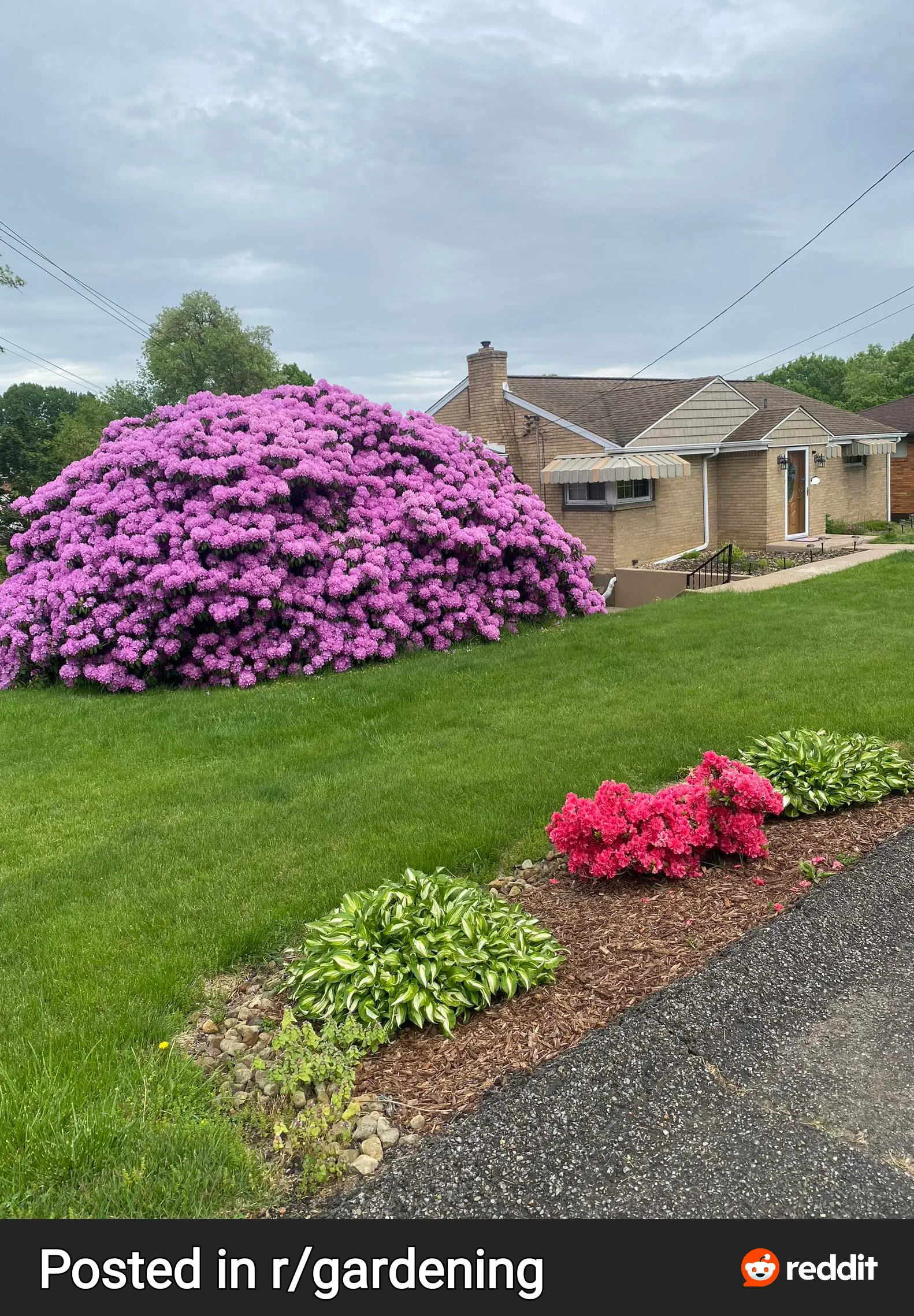 18 Enormous Absolute Units That Defy Expectations! đŸ 34 Absolute Units of a rhododendron