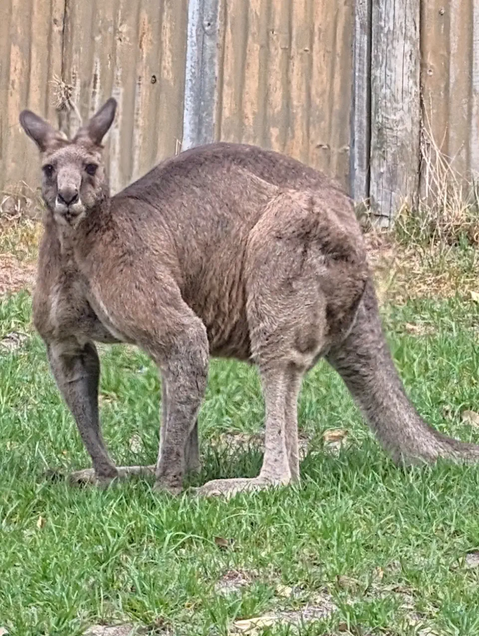 20 Enormous Oddities That Will Astound You! đŠđ 26 Absolute Units of a roo just chilling in someone's backyard on my way to work, couldn't help but he impressed by his ultra-buff biceps.
