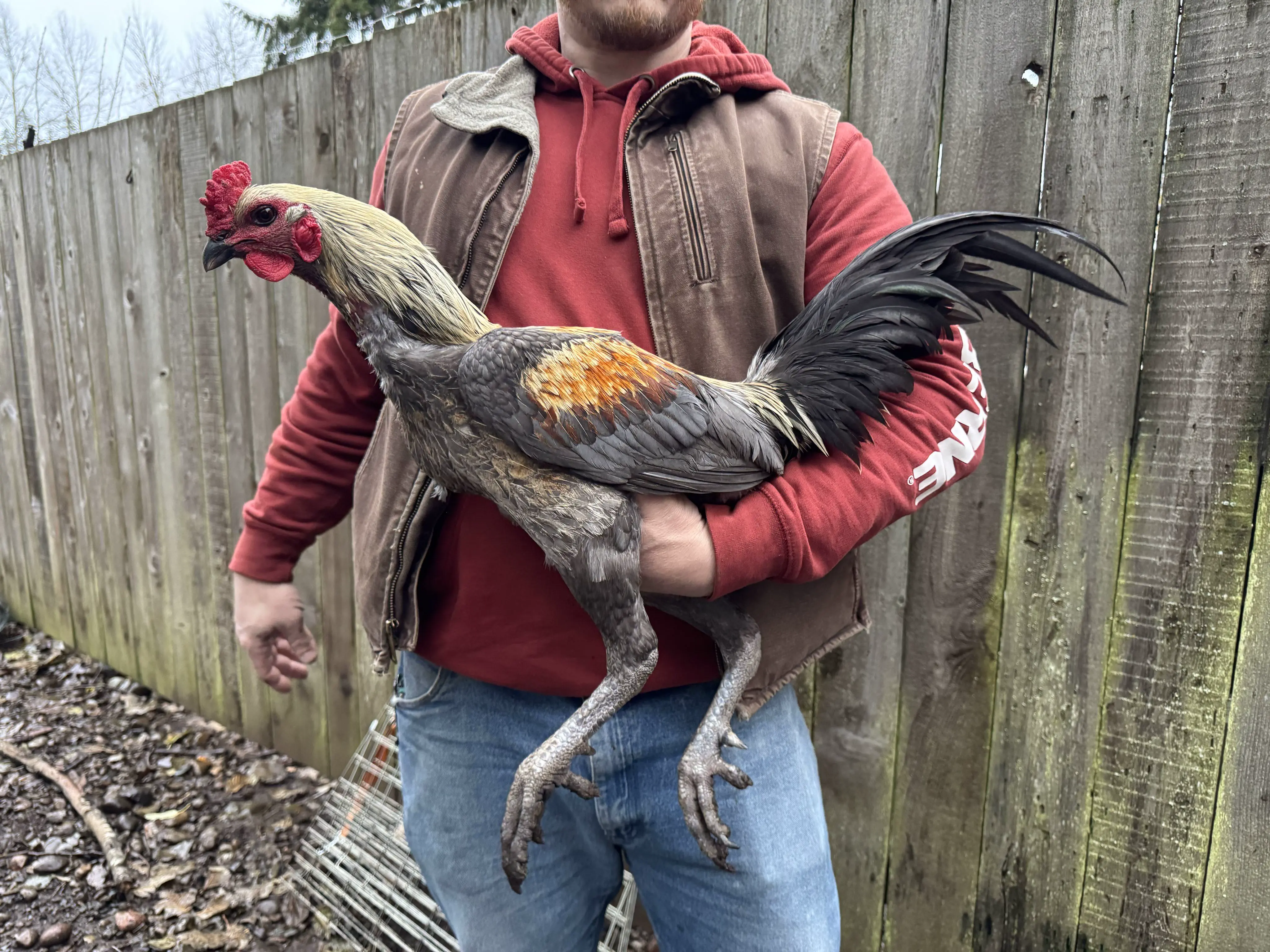 16 Unbelievable Behemoths You Need to See Right Now! đđ„ 21 Absolute Units of a rooster.