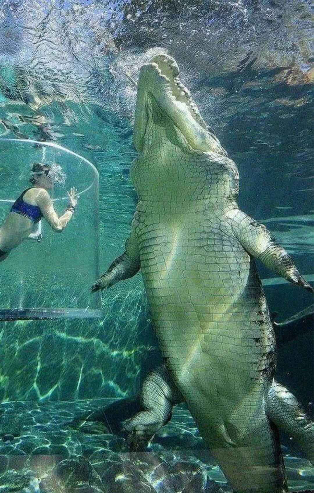 Can You Pick Your Favorite 15 Units? đ 29 Absolute Units of a saltwater crocodile