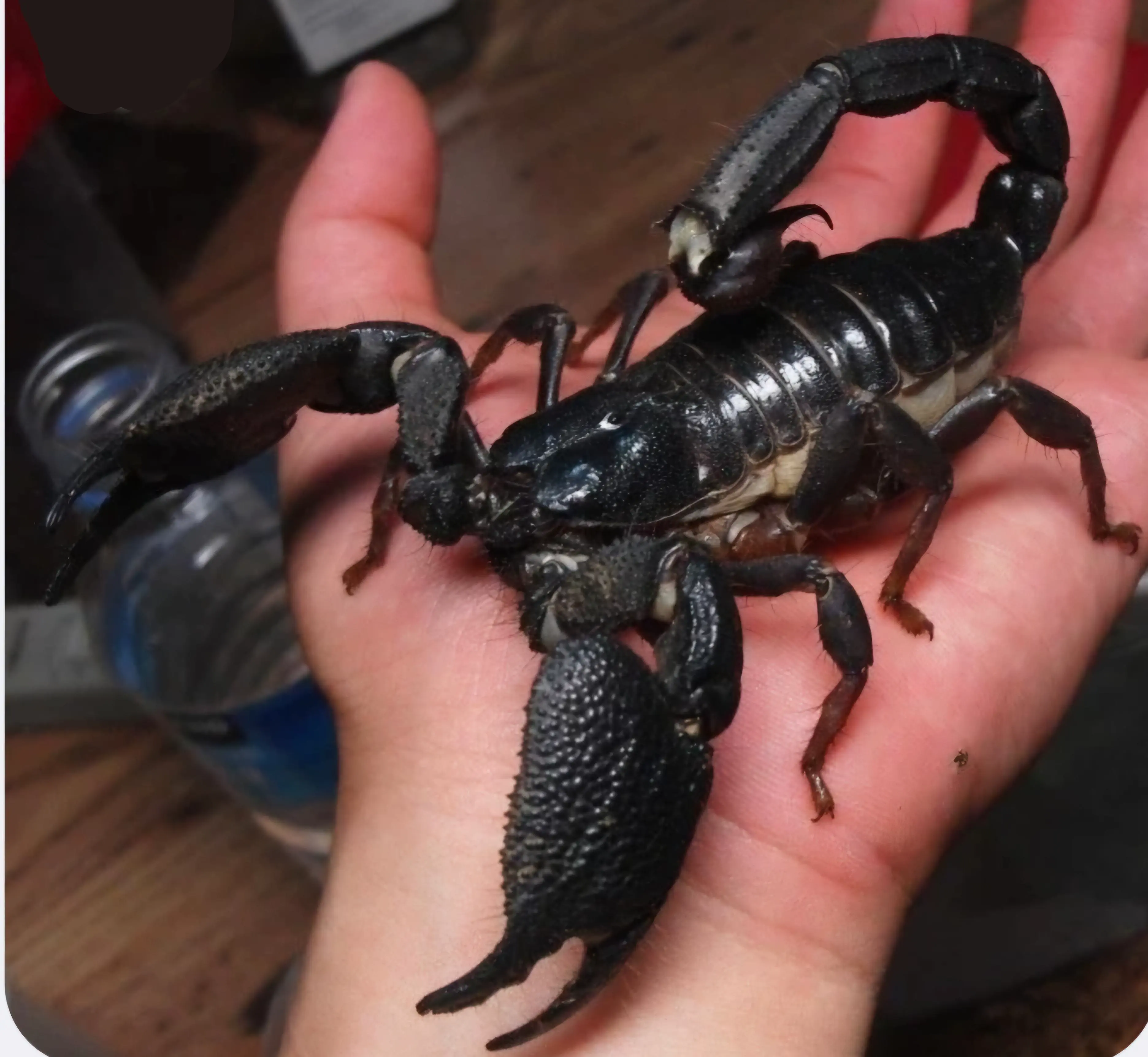 20 Enormous Oddities That Will Astound You! đŠđ 29 Absolute Units of a scorpion