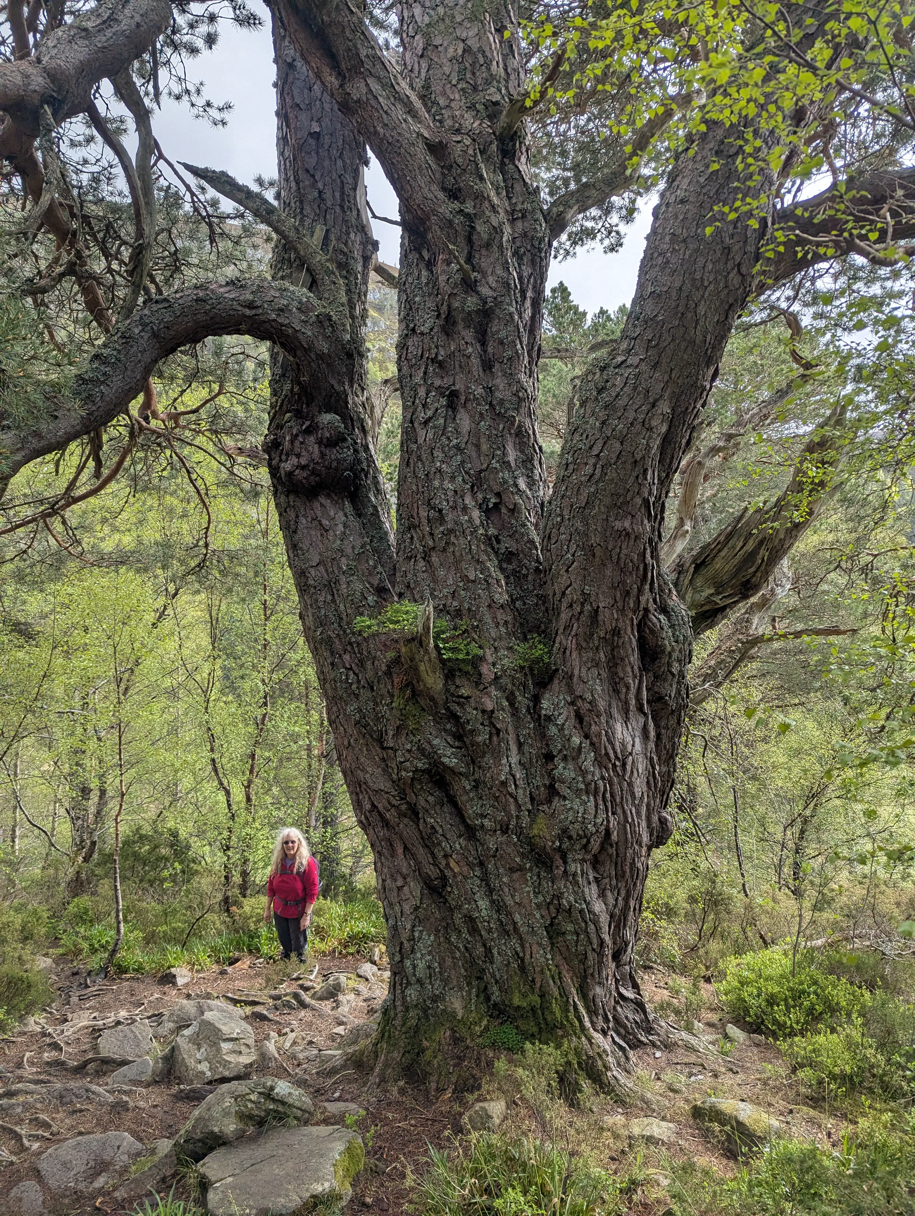 16 Mammoth Oddities You Need to See Now! đđŸ 19 Absolute Units of A Scot's pine