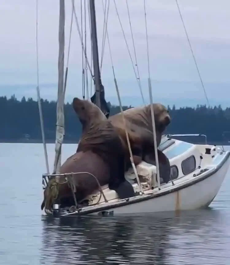 22 Mind-Blowing Absolute Units You Won't Believe Exist! 🦙🤯 36 Absolute Units of a sealion