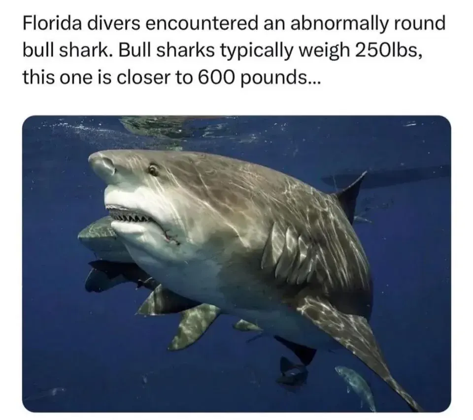 8 Massive Creatures That Are Simply Unbelievable! 🐾🌟 18 Absolute Units of a shark