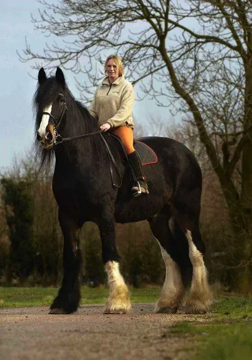 18 Chonky Legends That’ll Make You Gasp 🔥 30 Absolute Units of a Shire Horse
