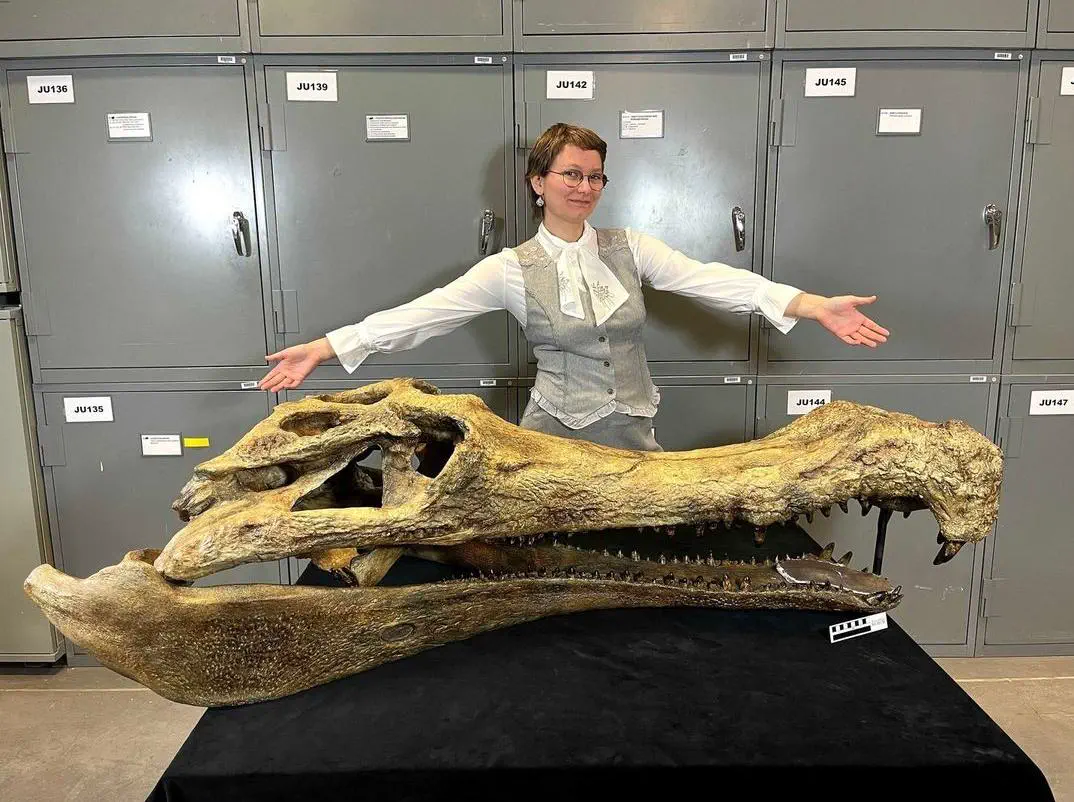 Absolute Units of a skull belonging to Sarcosuchus, a close Prehistoric Relative to Crocodiles from Early Cretaceous Africa