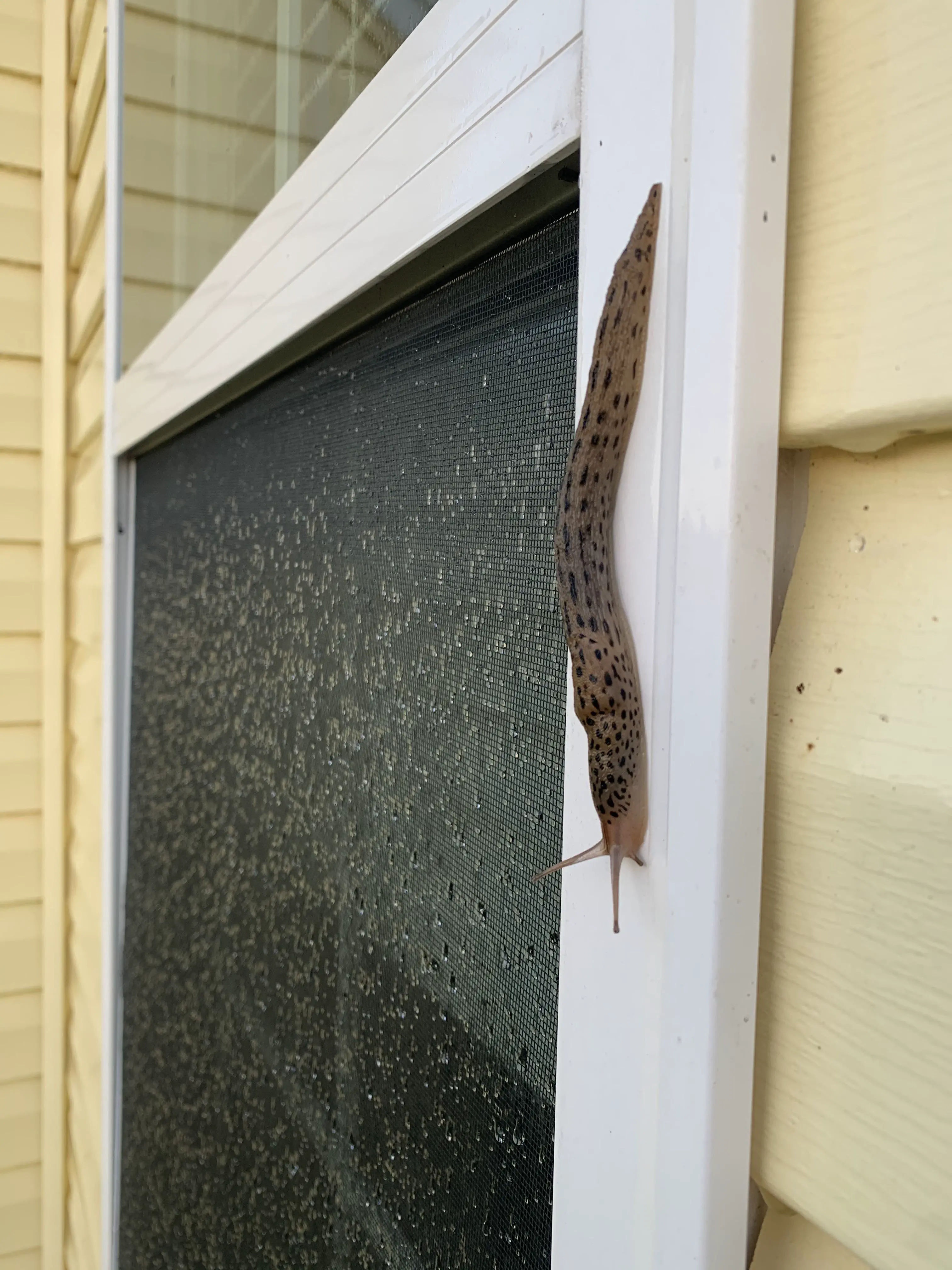 17 Unbelievably Huge Wonders You Must See! đđ 36 Absolute Units of a slug crawling on my house