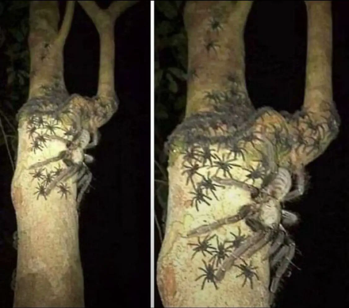 18 Enormous Absolute Units That Defy Expectations! đŸ 37 Absolute Units of a spider