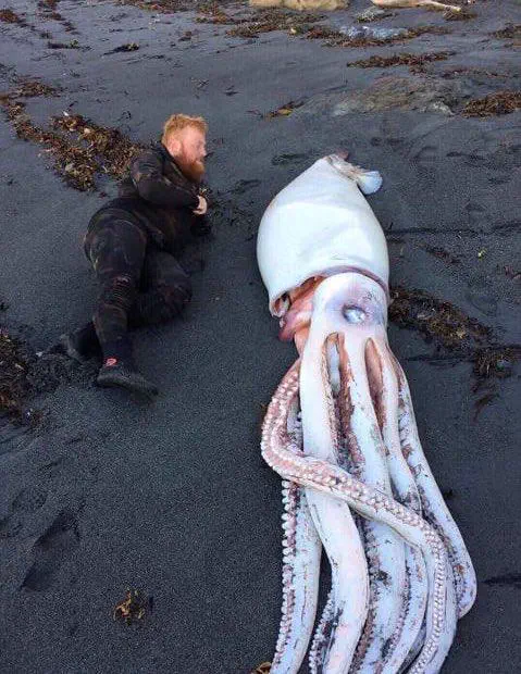 16 Absolute Units You Have to See ✨ 18 Absolute Units of a squid