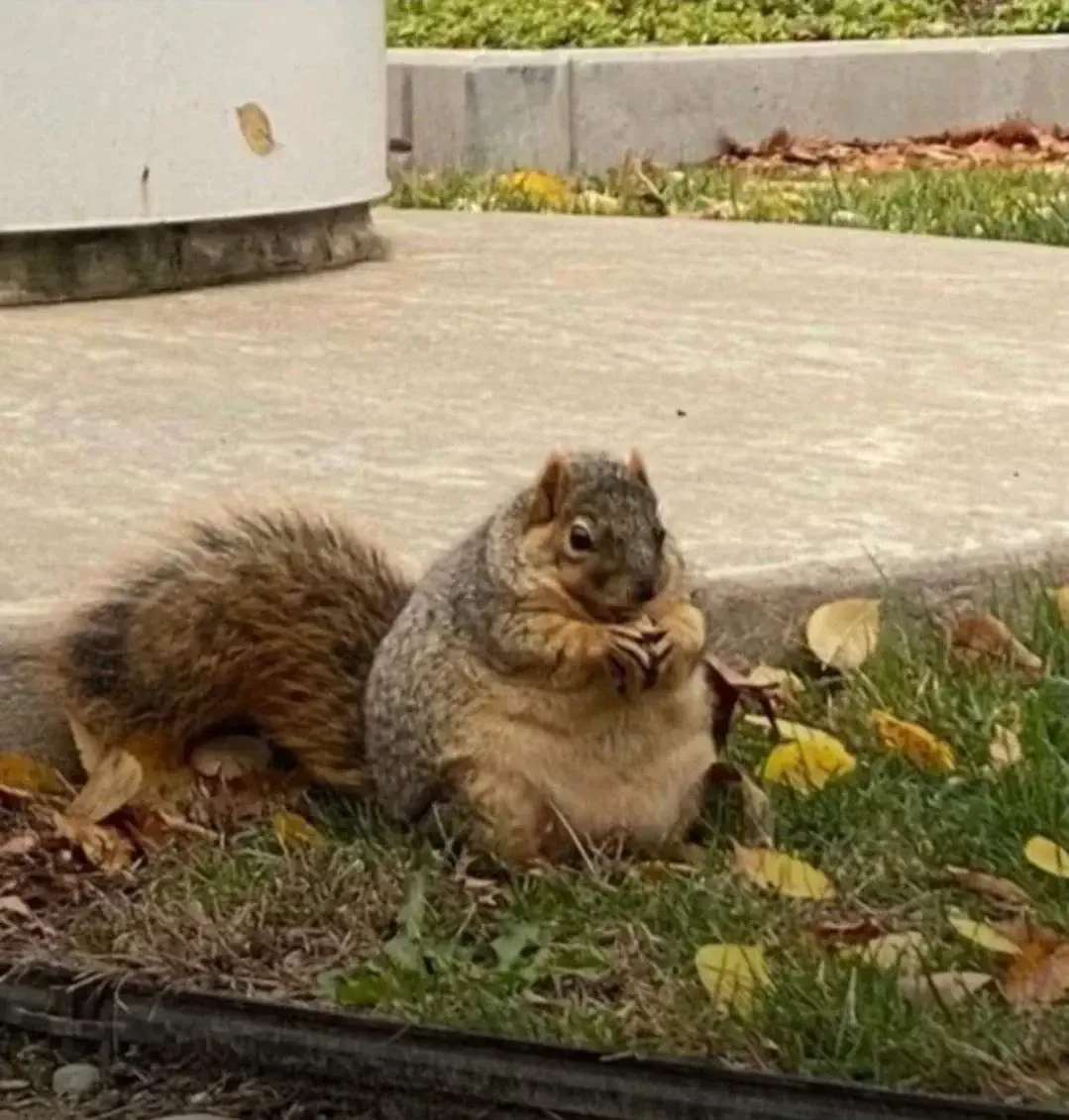 absolute units of a squirrel 1