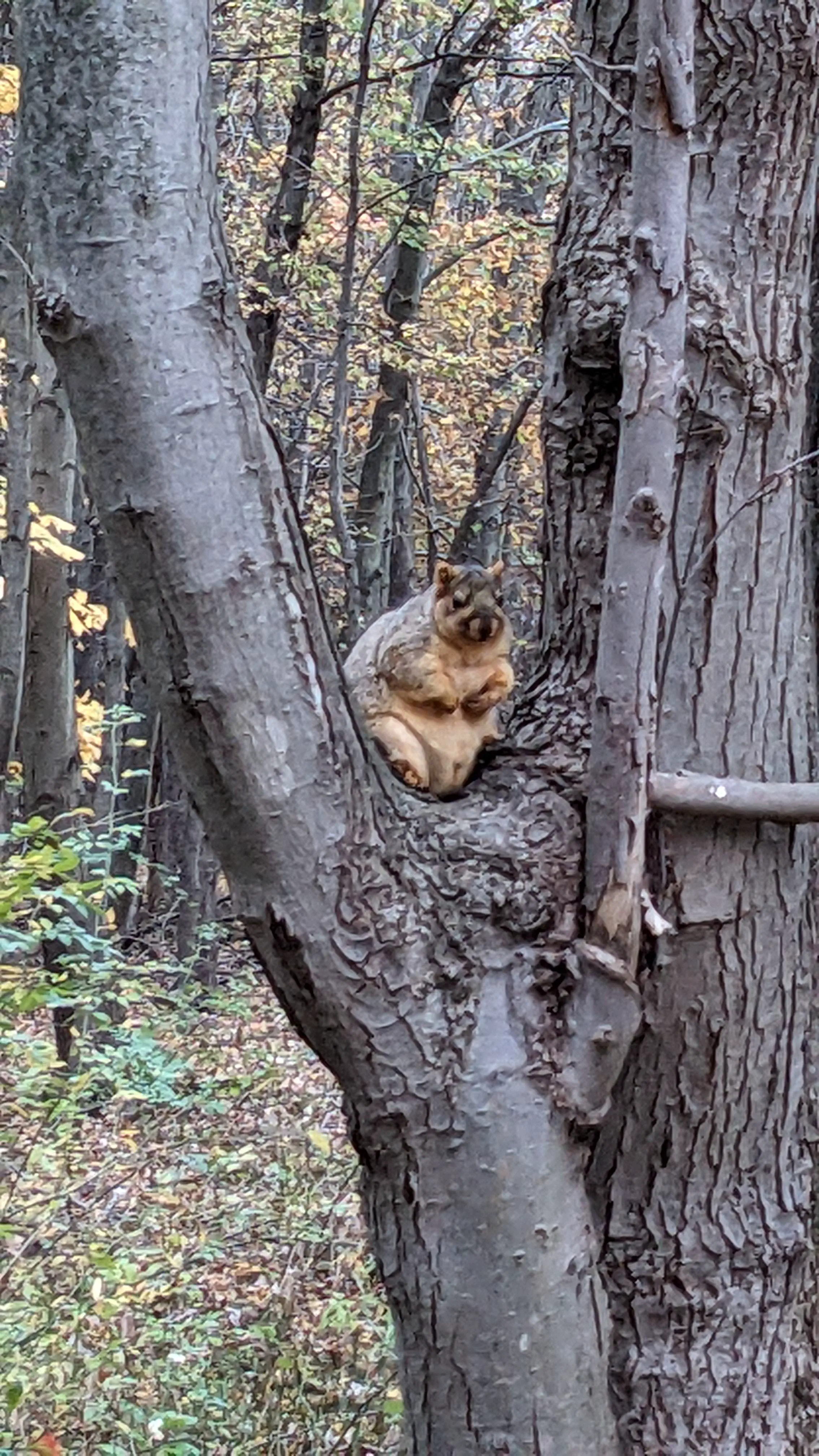 Can You Pick Your Favorite 15 Units? đ 21 Absolute Units of a Squirrel