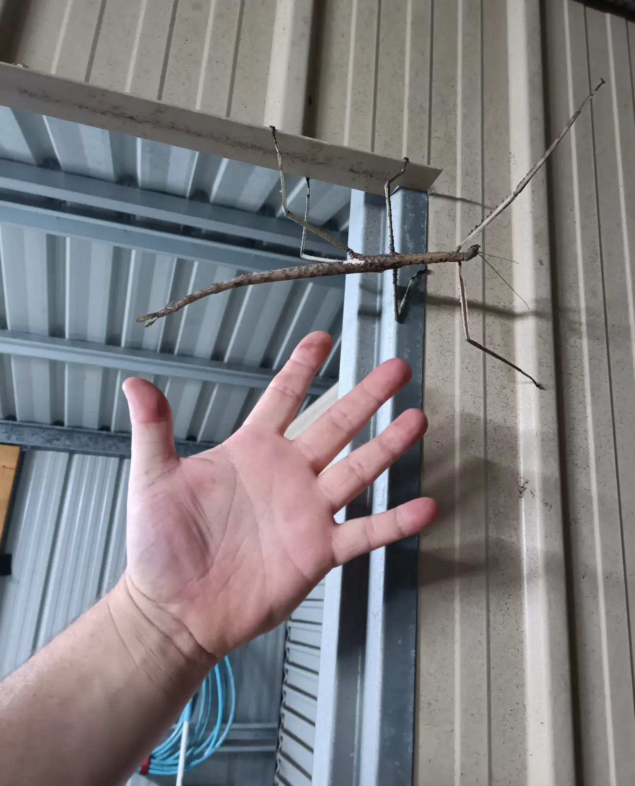 16 Absolute Units You Have to See ✨ 21 Absolute Units of a stick insect on my shed