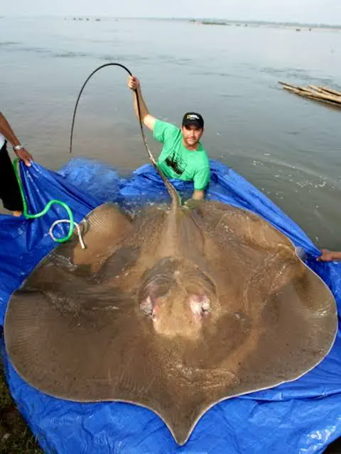 14 Oversized Wonders That Will Leave You in Awe! đ 29 Absolute Units of a stingray