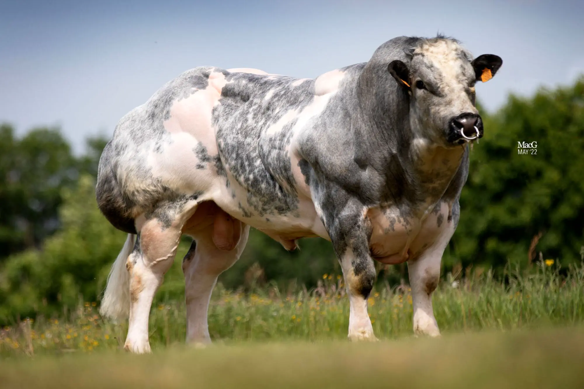 16 Unbelievable Behemoths You Need to See Right Now! đđ„ 26 Absolute Units of a stock bull