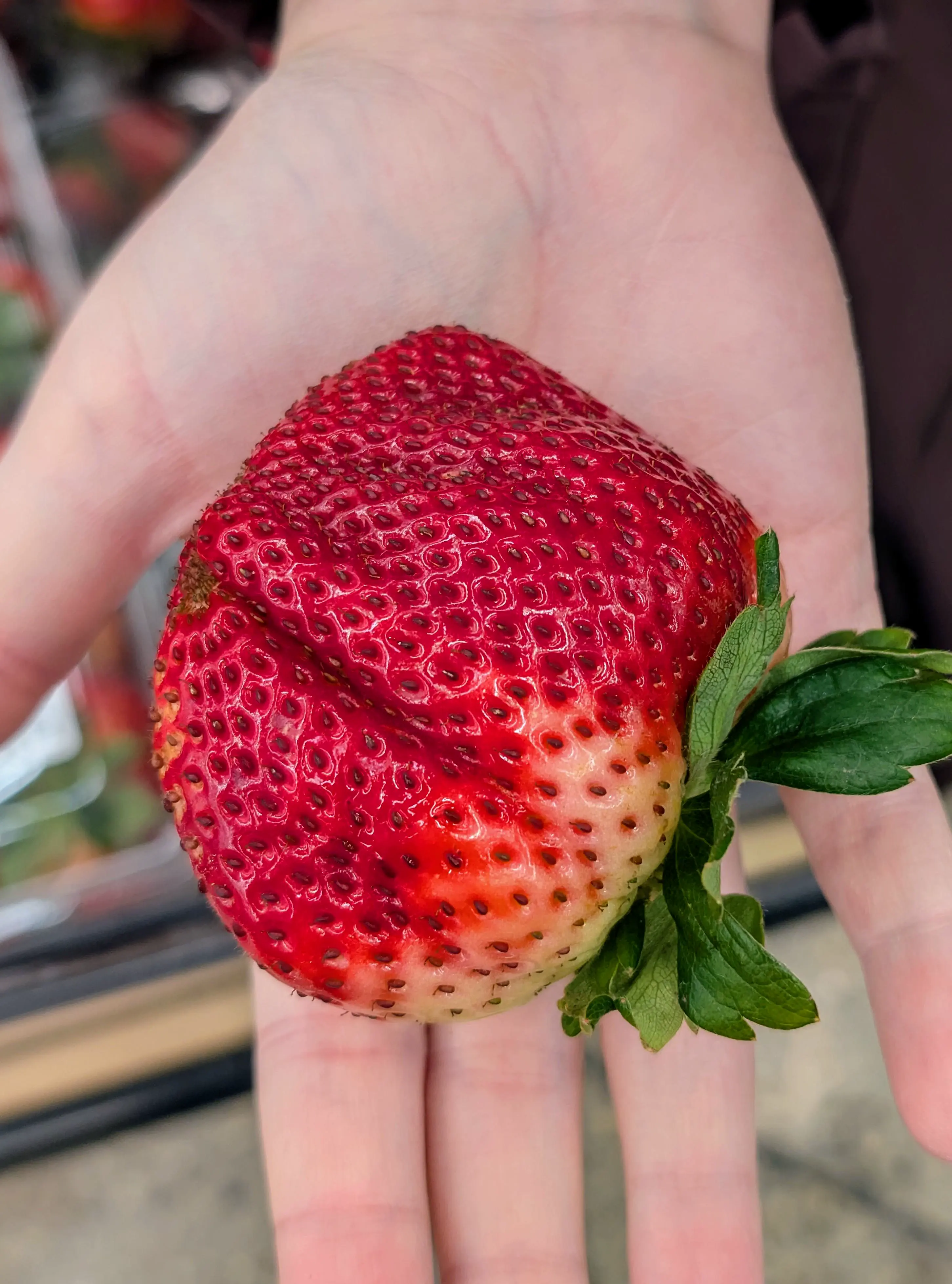 17 Wild Oddities That Redefine 'Massive'! đ 32 Absolute Units of a strawberry