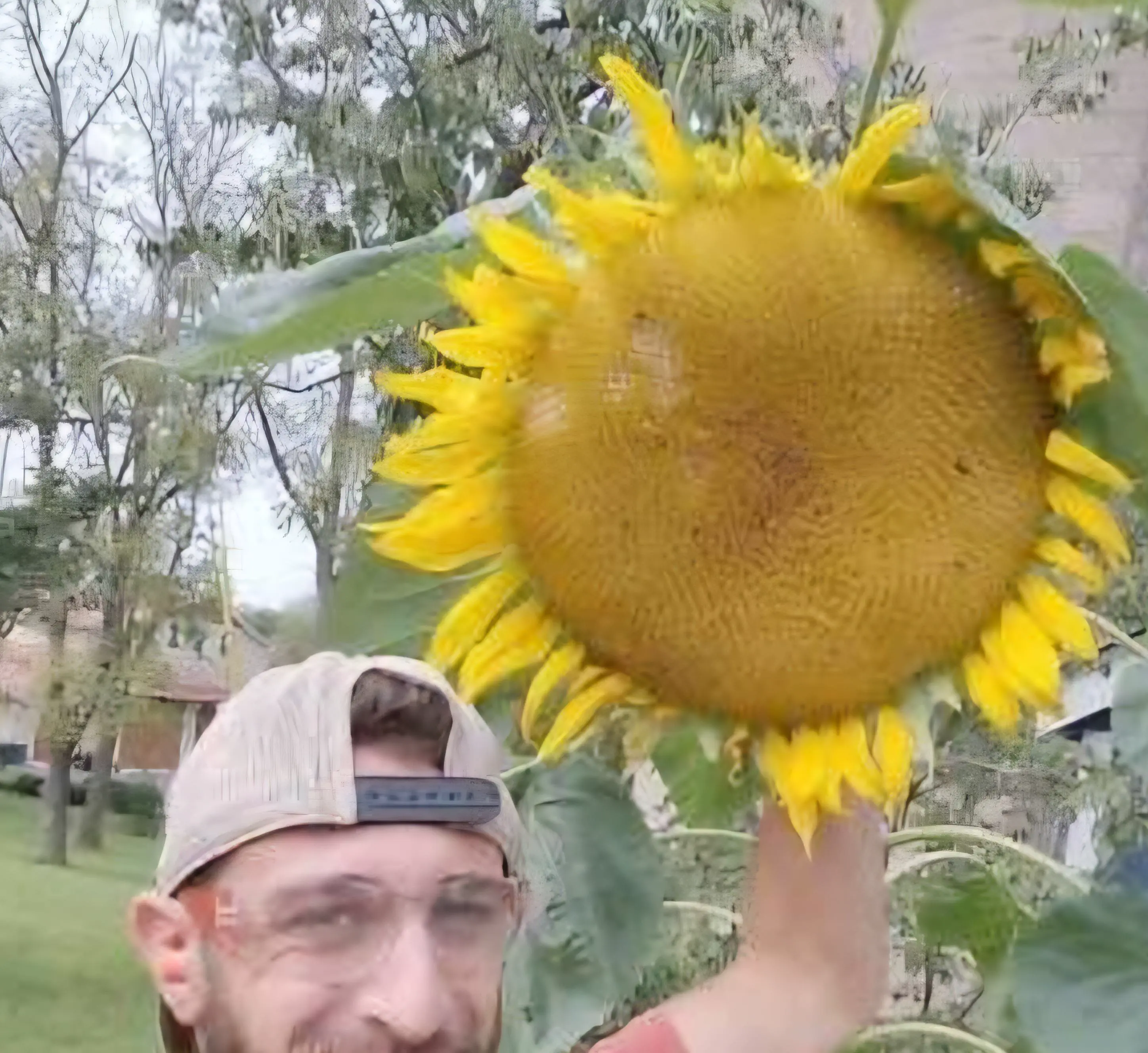 17 Unbelievably Huge Wonders You Must See! đđ 34 Absolute Units of a sunflower