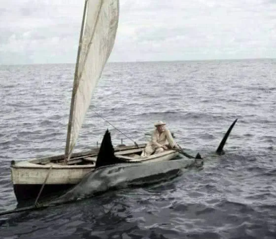 Absolute Units of a swordfish