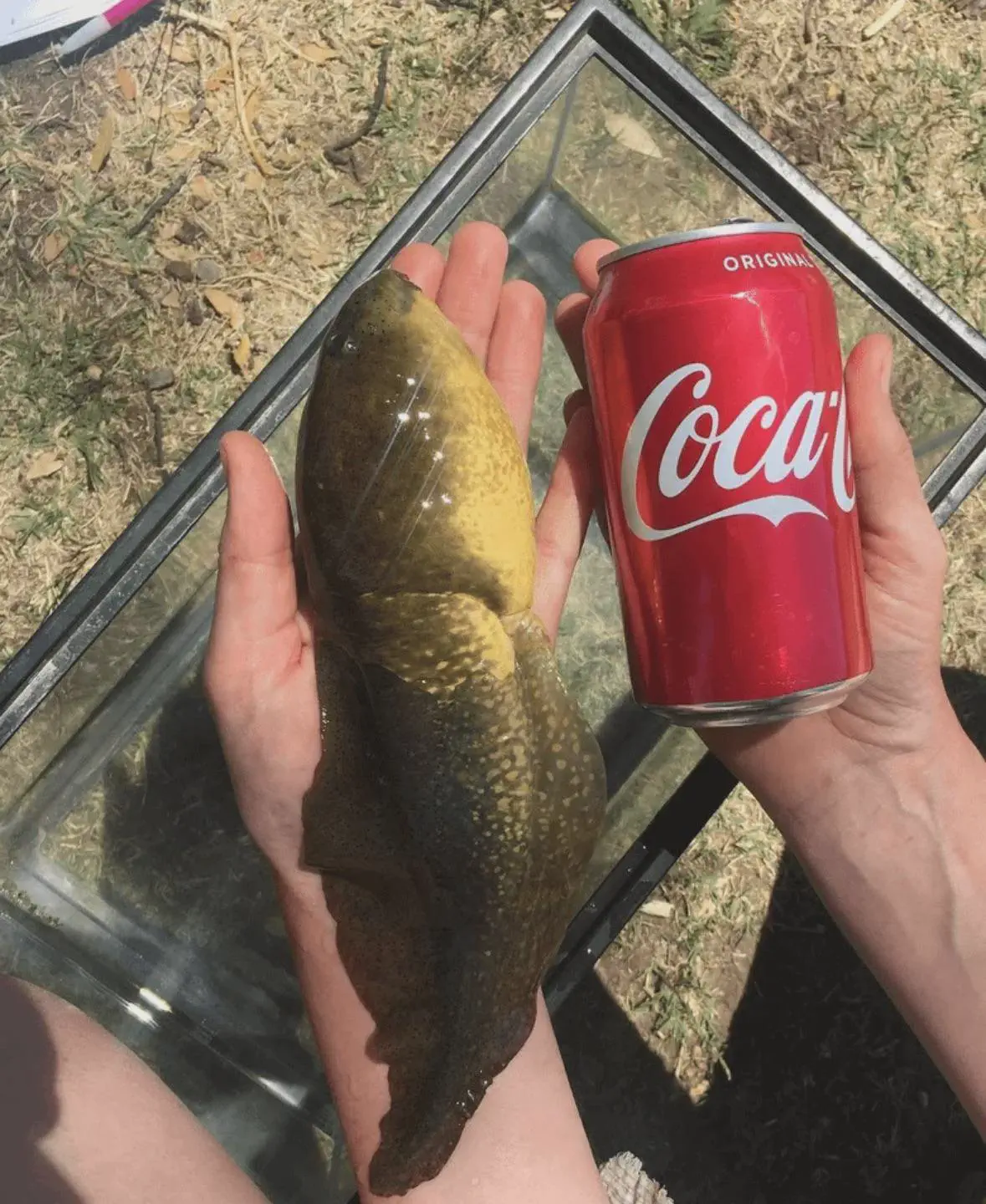 17 Unbelievably Massive Oddities You Must See! đđ 28 Absolute Units of a tadpole