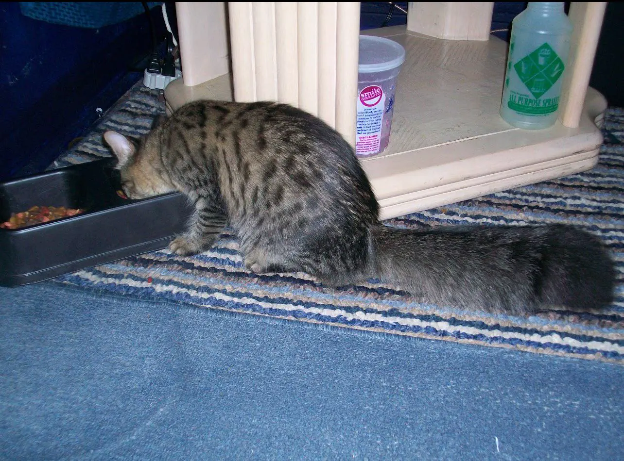 18 Insane Absolute Units That Will Blow Your Mind! đđŸ 37 Absolute Units of a tail