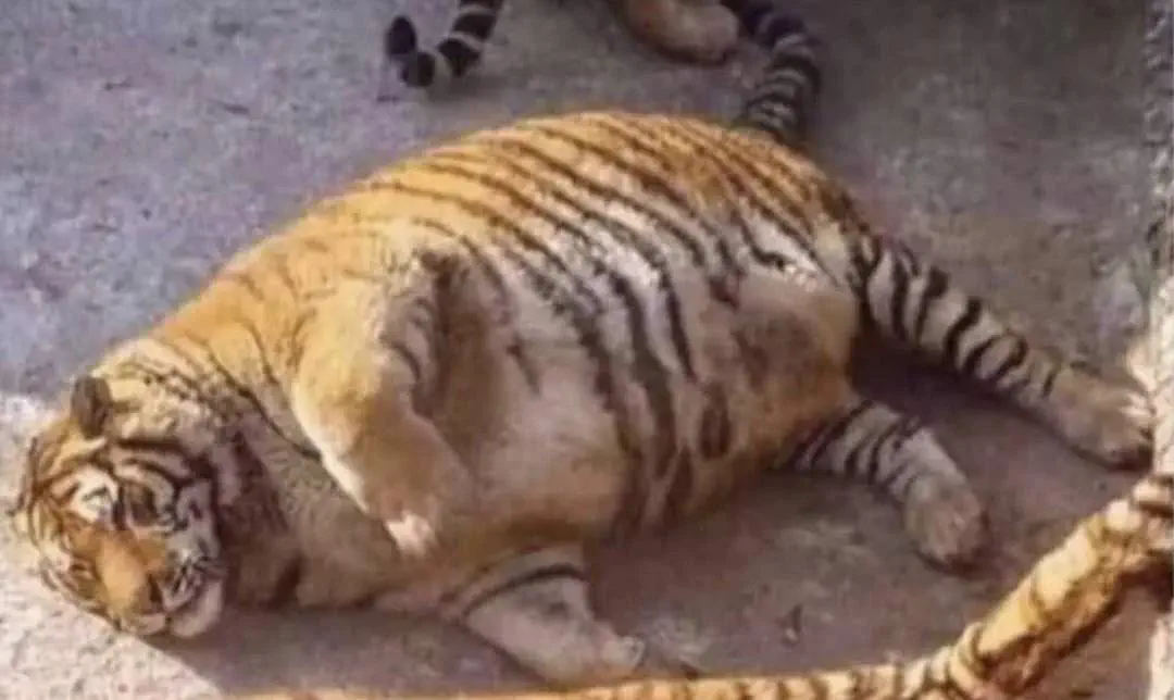 18 Insane Absolute Units That Will Blow Your Mind! đđŸ 32 Absolute Units of a tiger