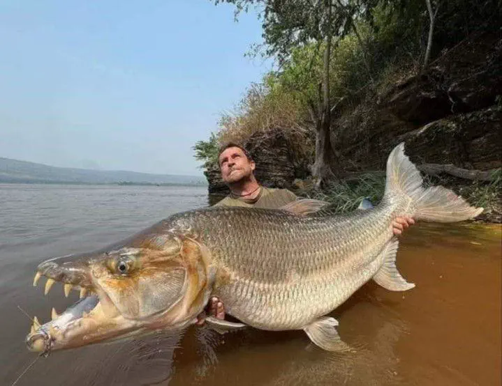 Can You Pick Your Favorite 15 Units? đ 25 Absolute Units of a Tigerfish