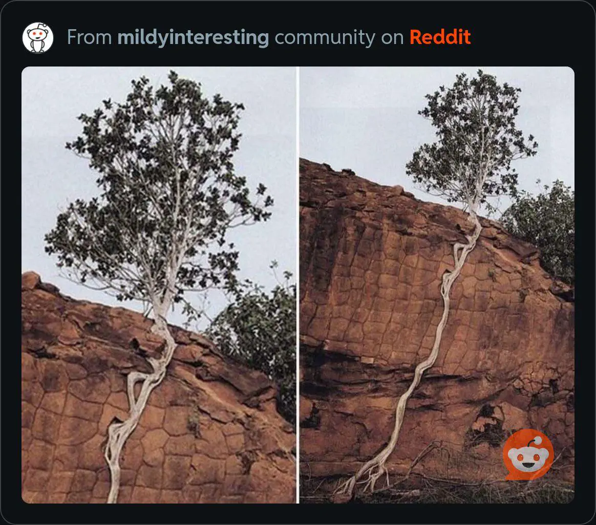 14 Oversized Wonders That Will Leave You in Awe! đ 26 Absolute Units of a tree root