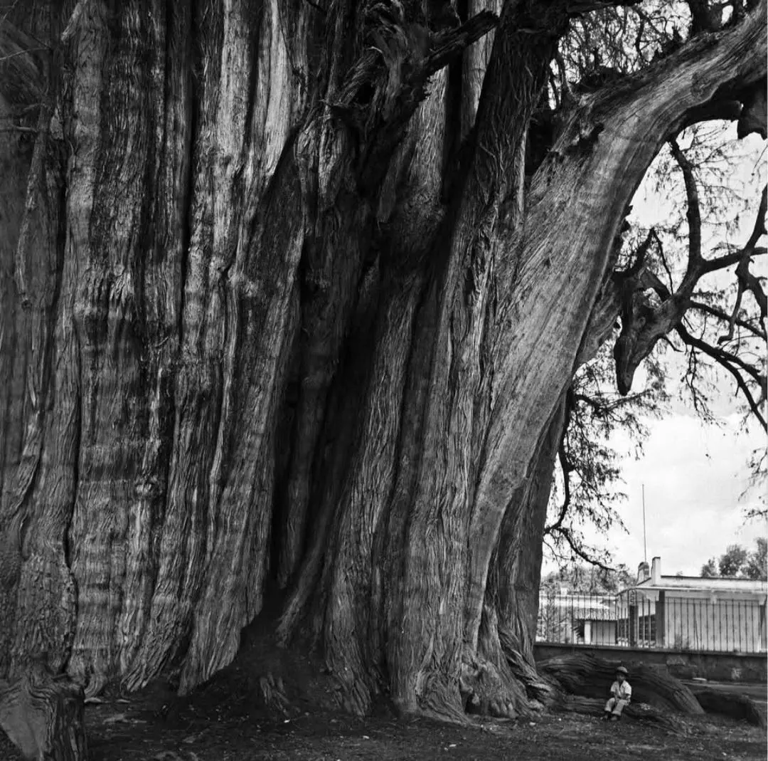16 Unbelievable Behemoths You Need to See Right Now! đđ„ 33 Absolute Units of a tree trunk in Mexico