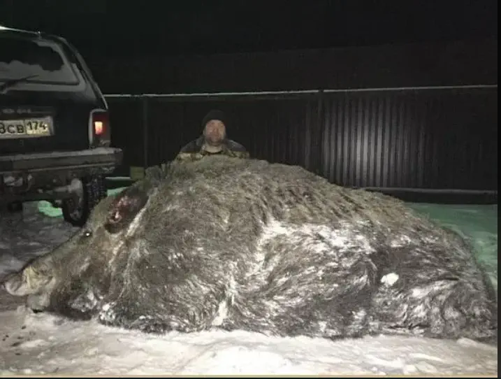 12 Absolute Units You Have to See ✨ 24 Absolute Units of a wild boar