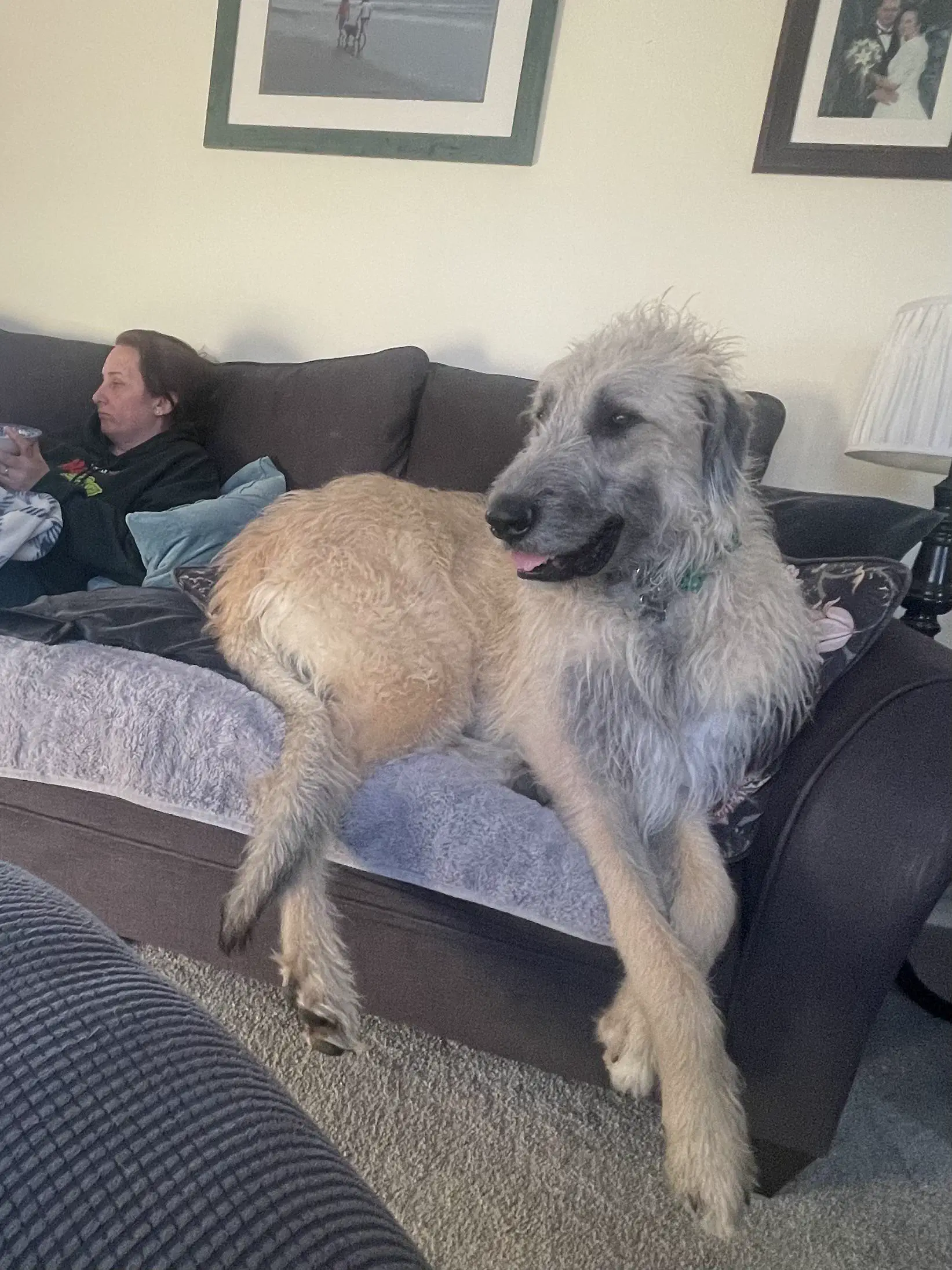 22 Massive Beasts That Will Leave You Stunned! đđ„ 25 Absolute Units of a Wolfhound