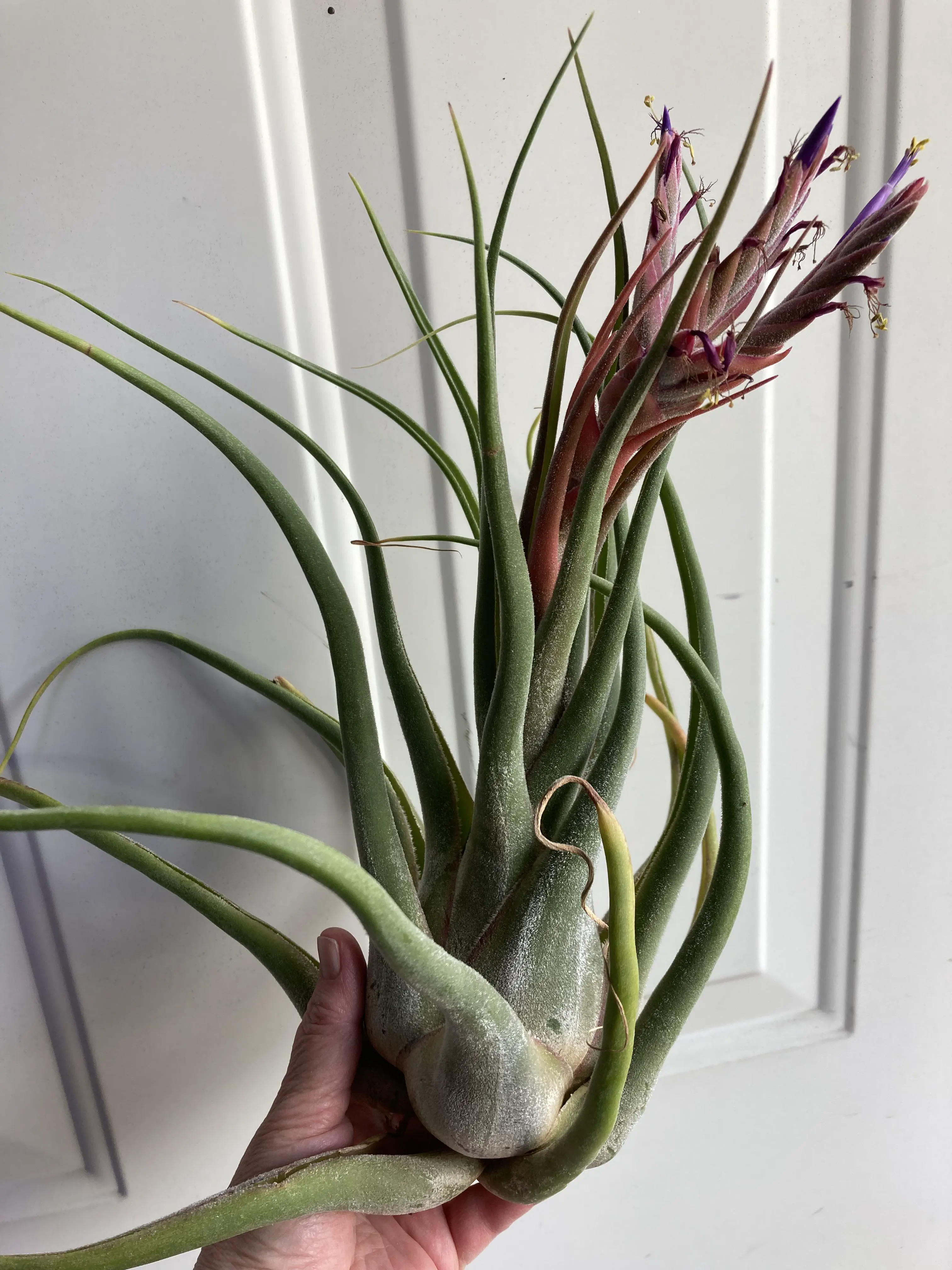 20 Enormous Oddities That Will Astound You! đŠđ 30 Absolute Units of an air plant.