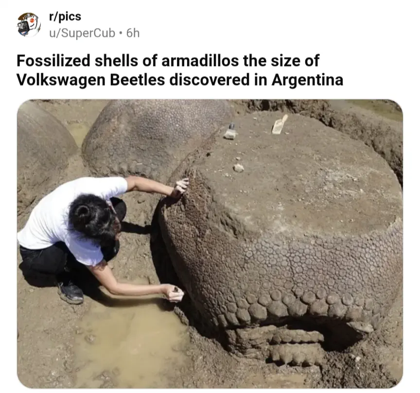 18 Chonky Legends That’ll Make You Gasp 🔥 26 Absolute Units of an Armadillo