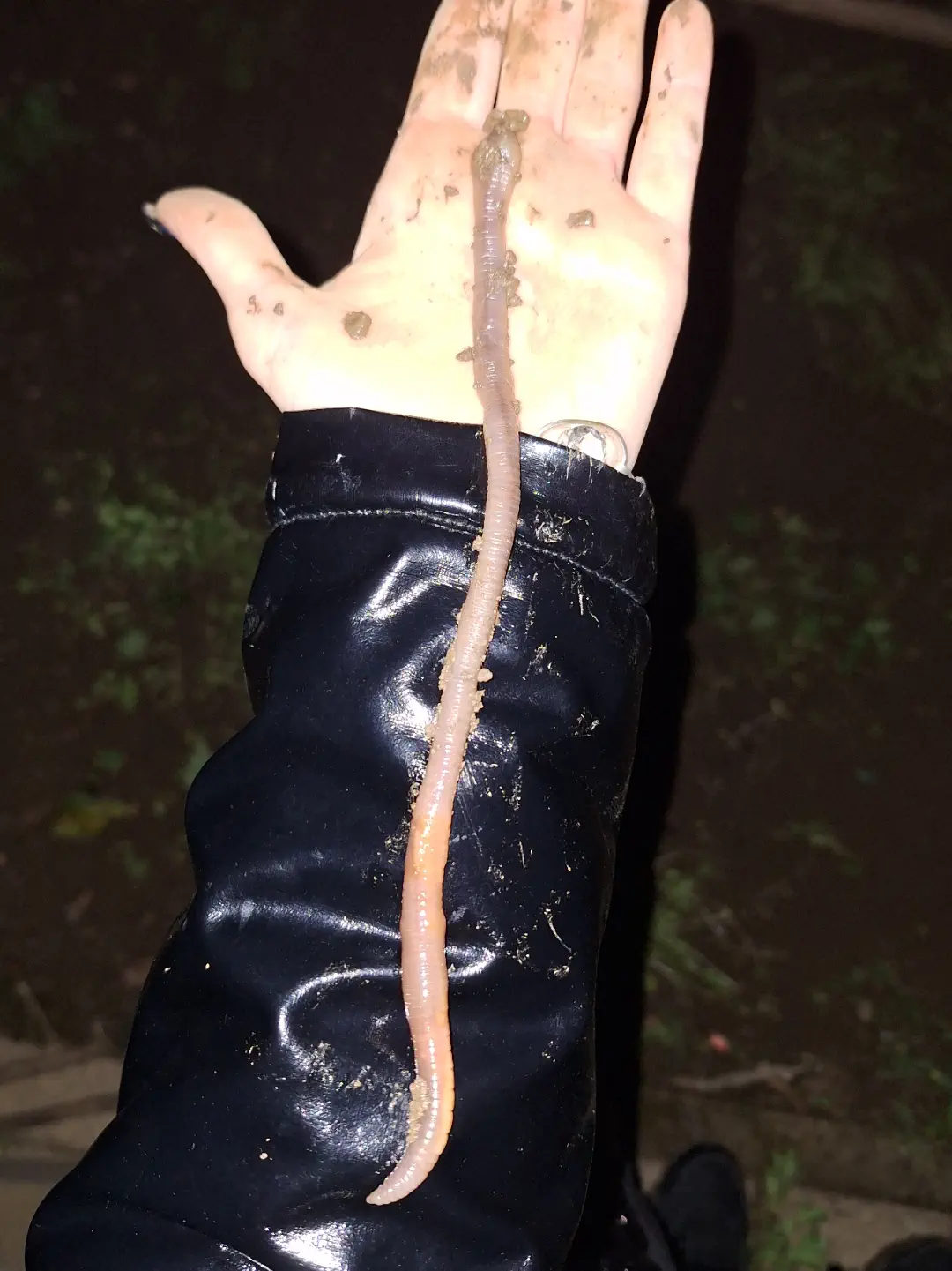 18 Enormous Absolute Units That Defy Expectations! đŸ 32 Absolute Units of an earthworm I just found (I'm in Europe)