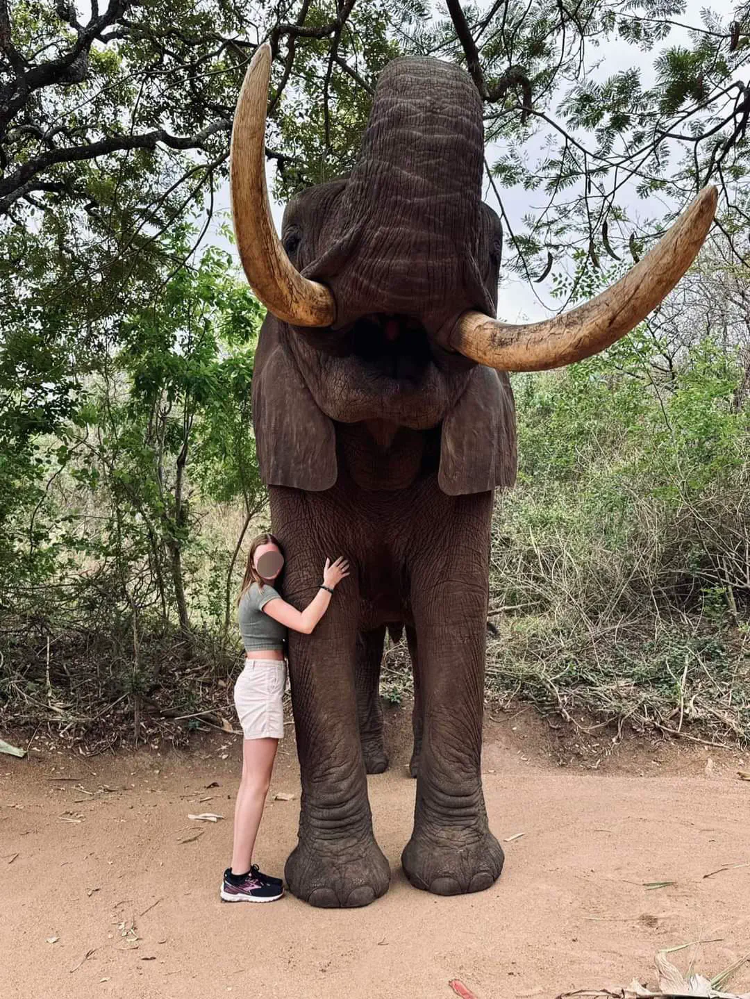 19 Mammoth Marvels That Are Too Big to Ignore! đ 41 Absolute Units of an elephant posing with my friend (she's 5'10)