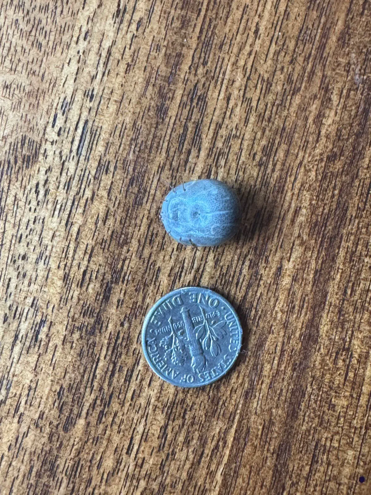 16 Mammoth Oddities You Need to See Now! đđŸ 24 Absolute Units of an engorged tick I found on the floor đ€ą