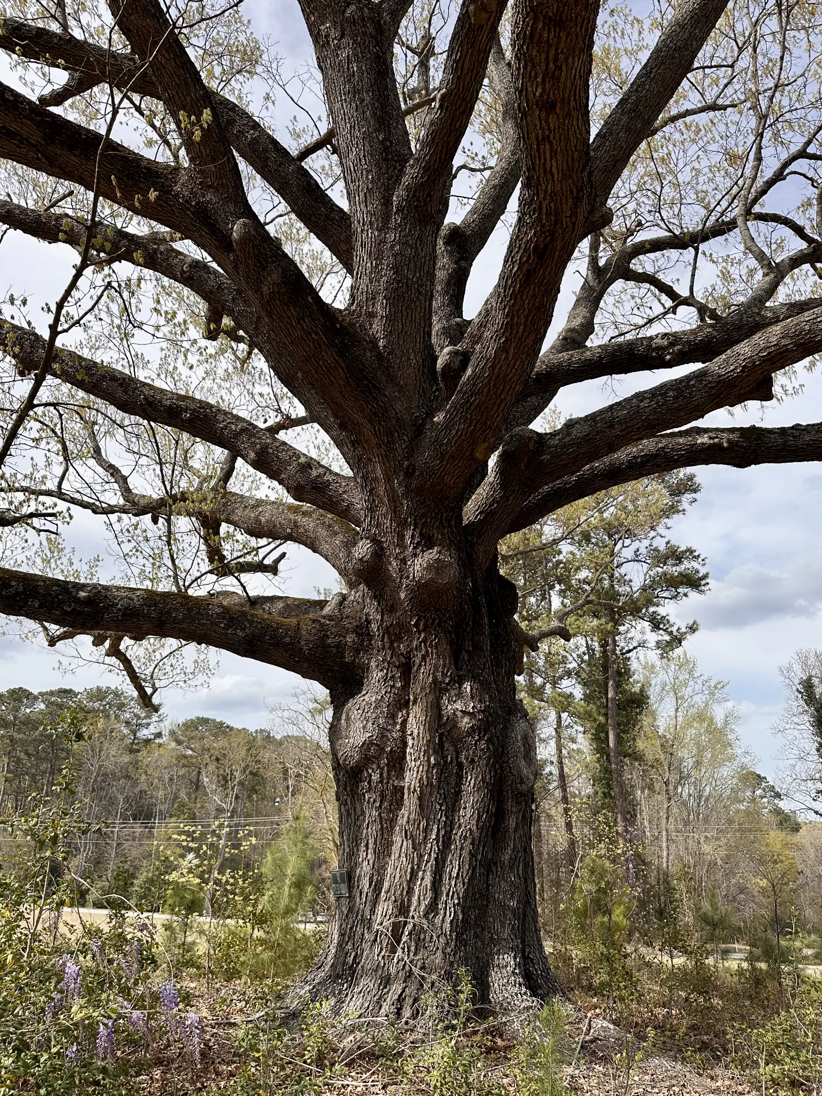 20 Unbelievable Massive Marvels That Will Stun You! đ 37 Absolute Units of an oak tree I saw yesterday