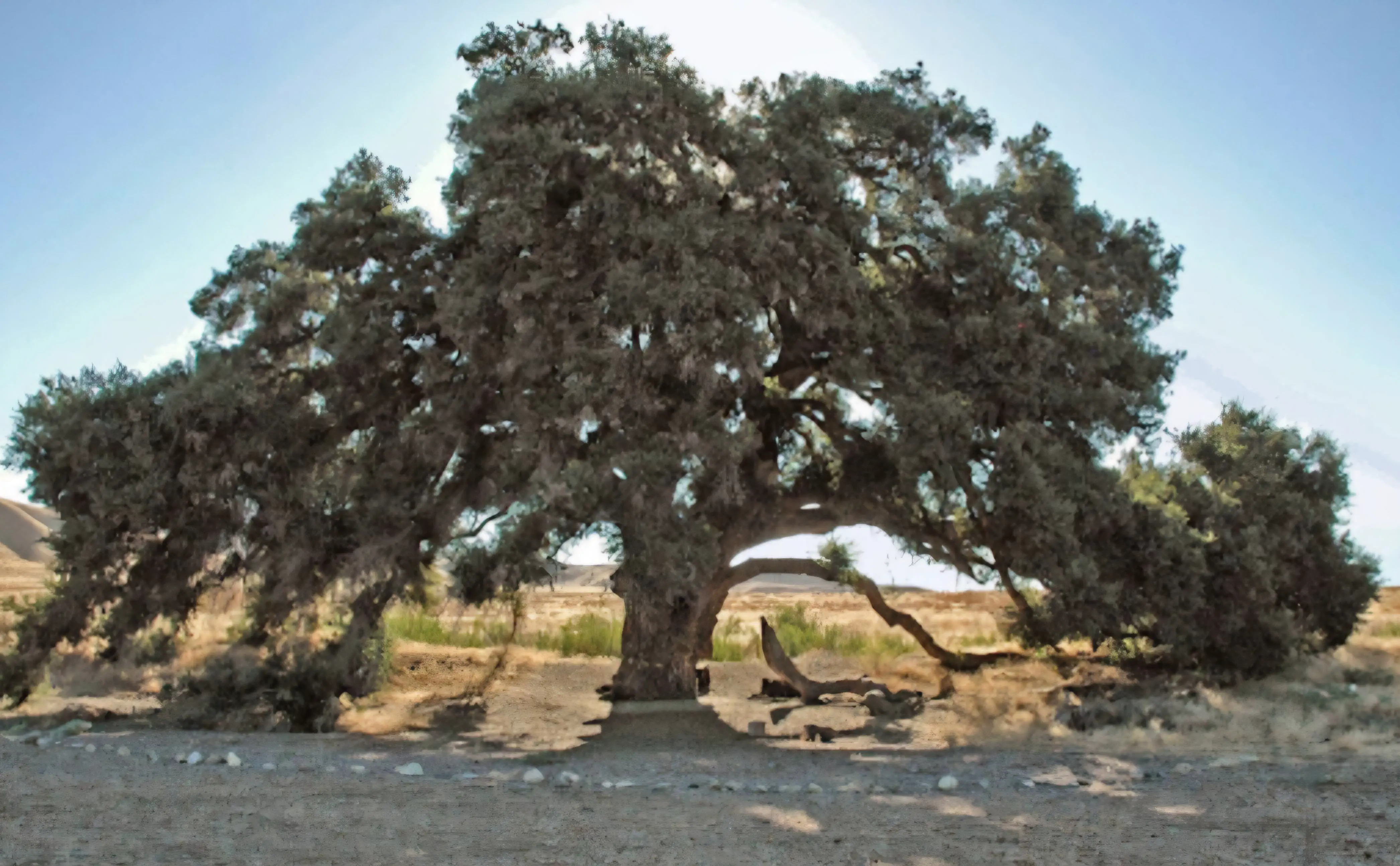 16 Unbelievable Behemoths You Need to See Right Now! đđ„ 24 Absolute Units of an oak tree