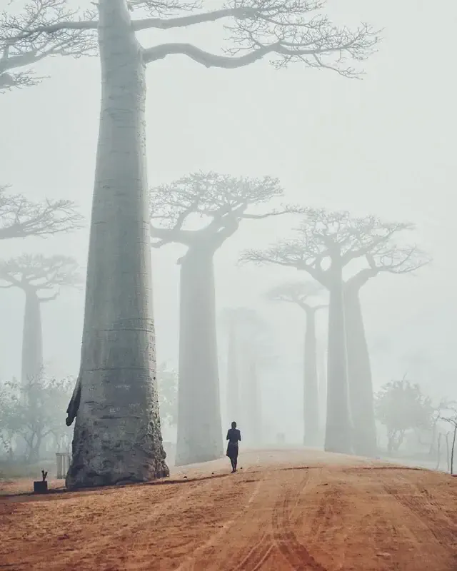 Absolute Units of baobab trees