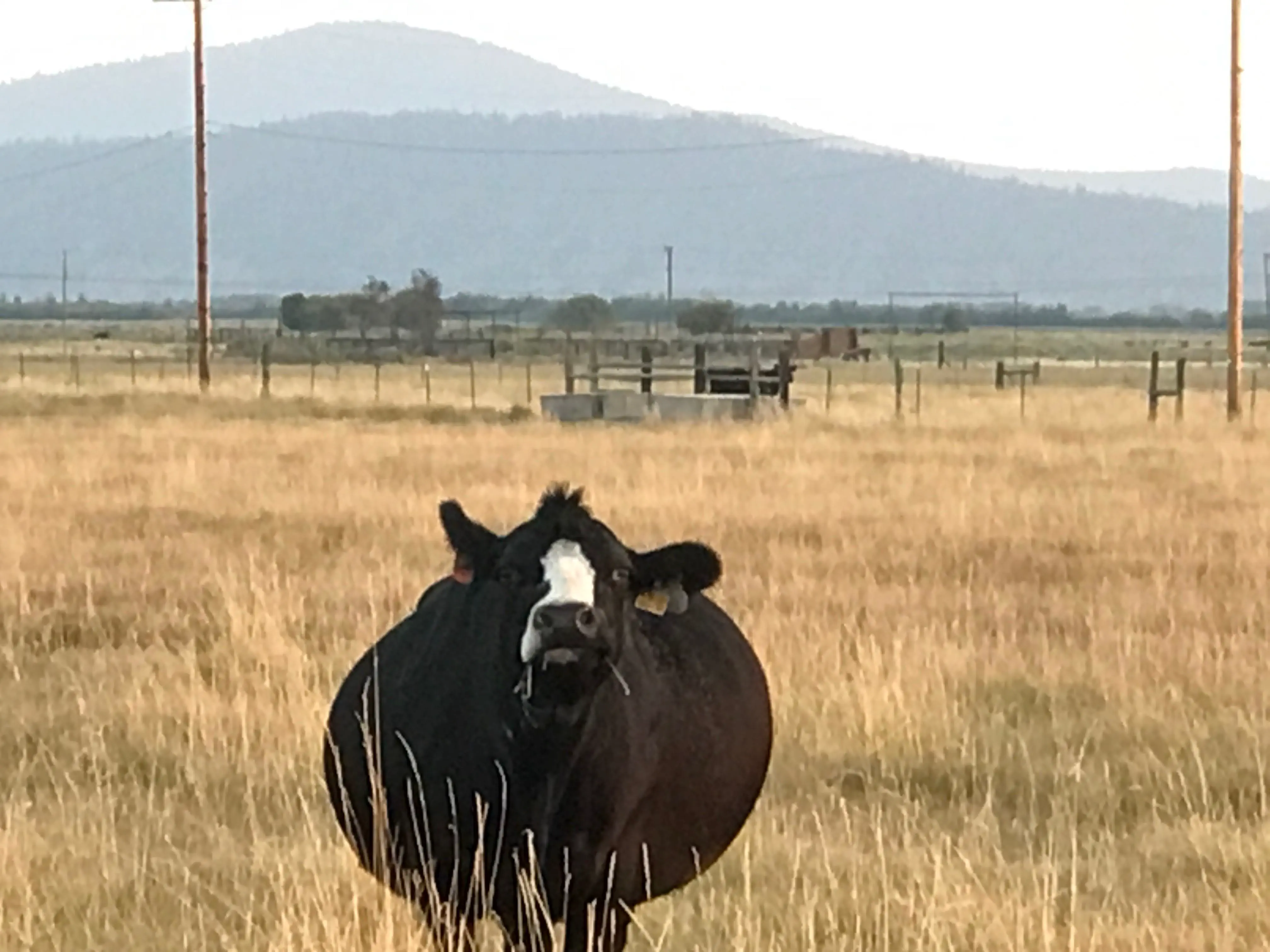8 Massive Creatures That Are Simply Unbelievable! 🐾🌟 13 Absolute Units of cow