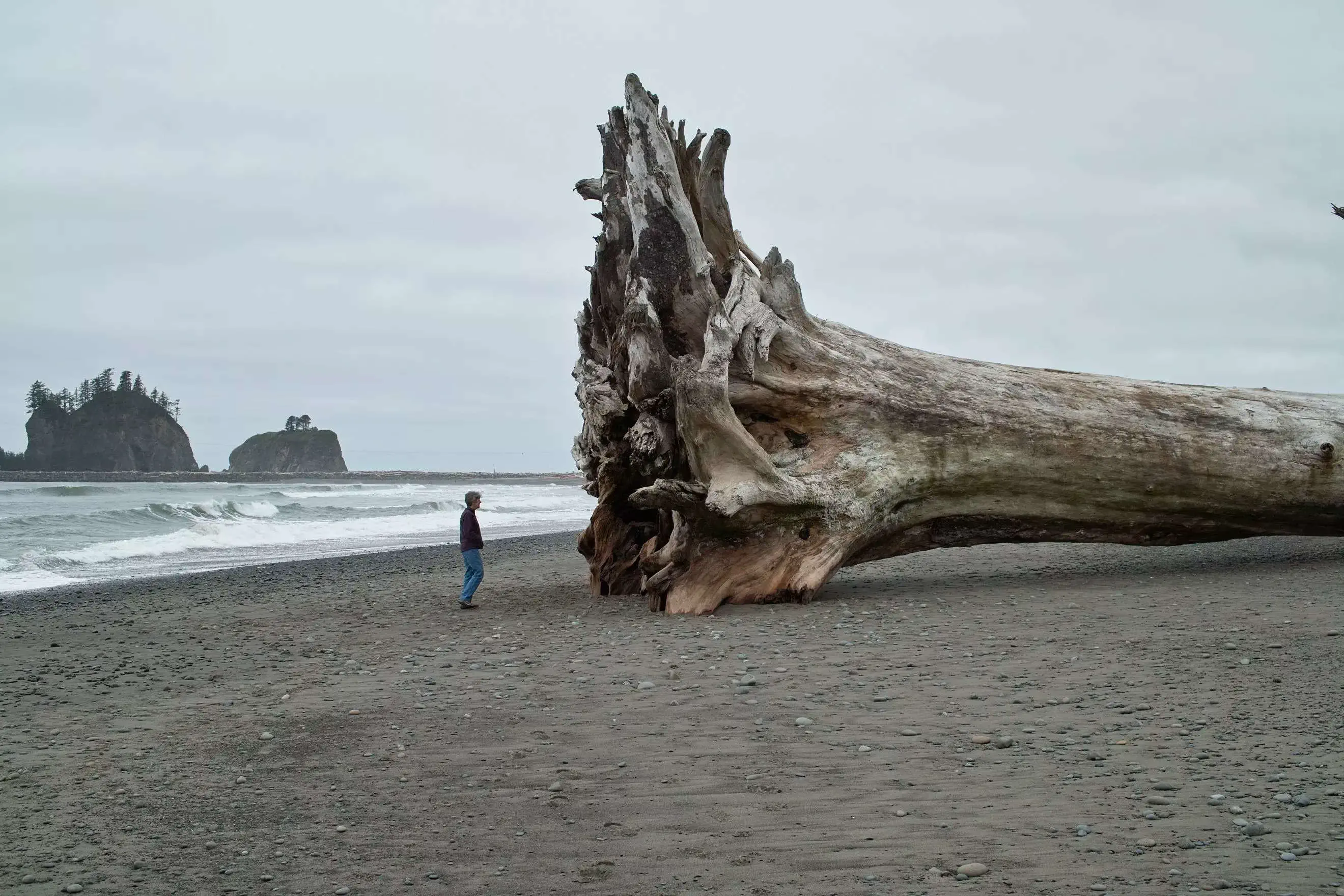 14 Oversized Wonders That Will Leave You in Awe! đ 23 Absolute Units of driftwood