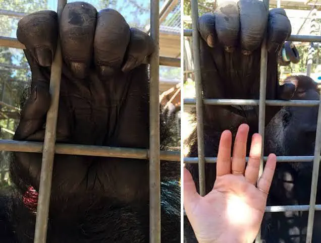 18 Enormous Absolute Units That Defy Expectations! đŸ 24 Absolute Units of fingers