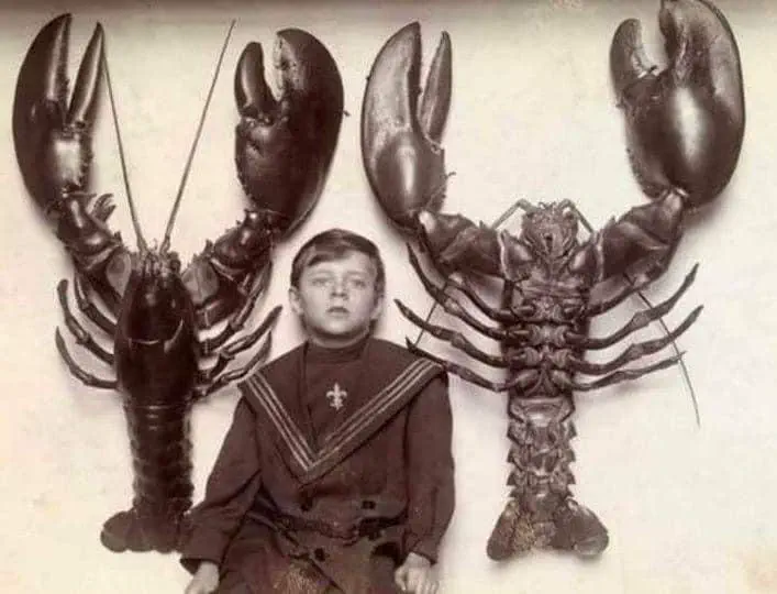 14 Absolute Units You Have to See ✨ 22 Absolute Units of lobsters