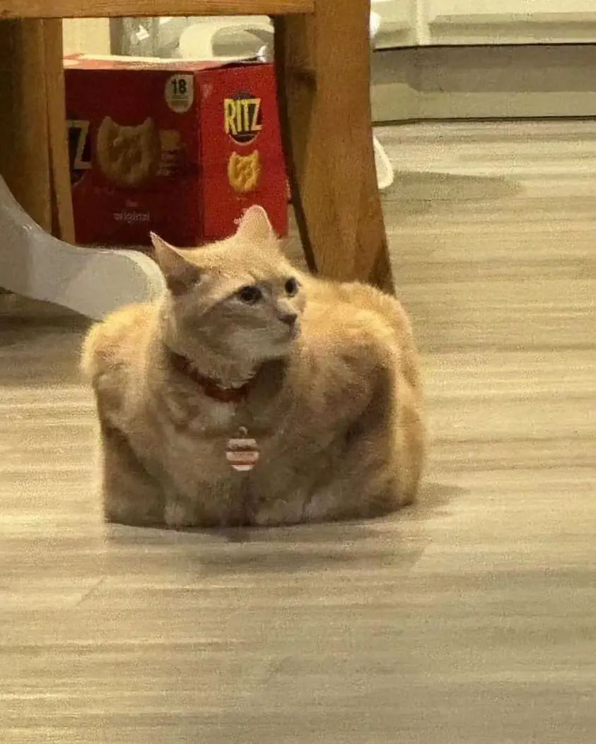 19 Mammoth Marvels That Are Too Big to Ignore! đ 42 Absolute Units of Mr. Redbrick