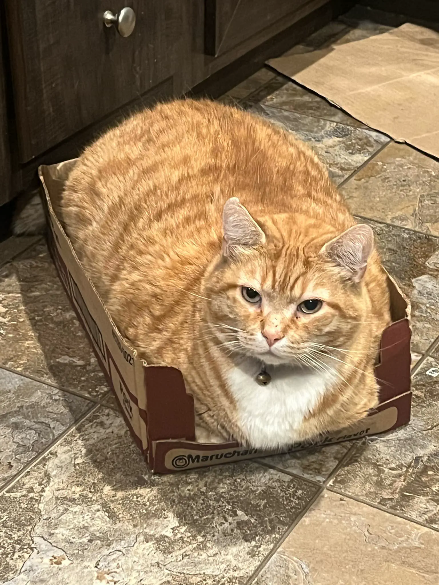 18 Enormous Absolute Units That Defy Expectations! đŸ 31 Absolute Units of my partners THICC cat