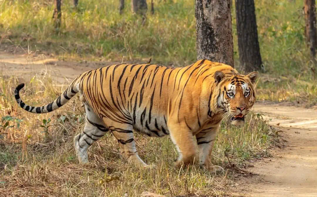 14 Oversized Wonders That Will Leave You in Awe! đ 17 Absolute Units of Tiger from Pench National park