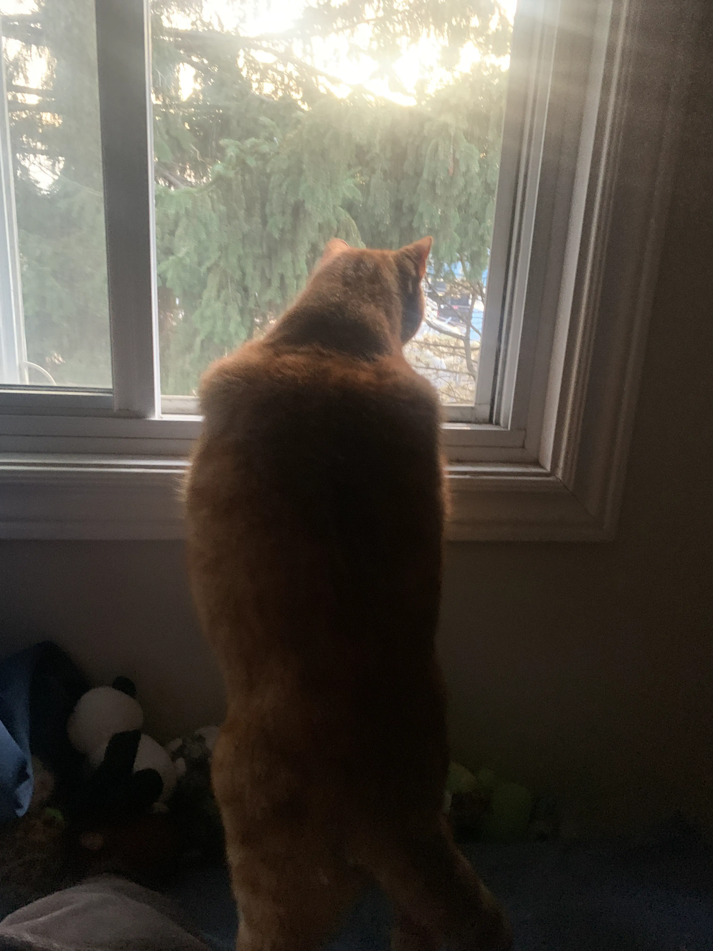 18 Enormous Absolute Units That Defy Expectations! đŸ 25 Absolute Units of which my boi is