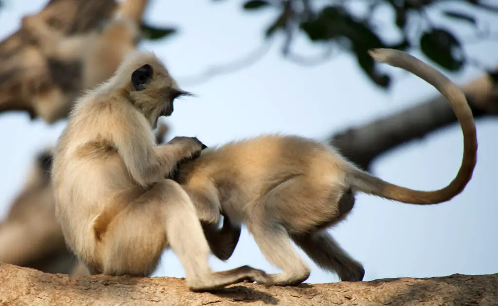 animaux jouent 062611 1200 738