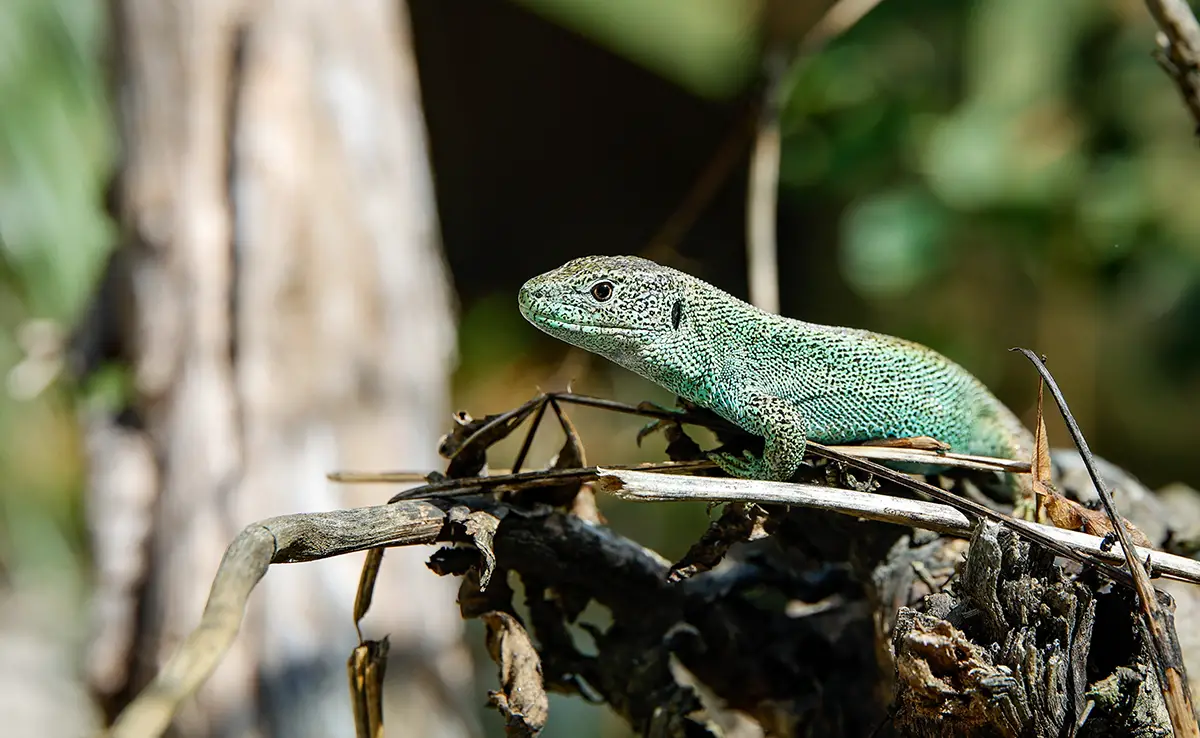 Was ist Herpetologie? Wie wird man Herpetologe? 3 Was ist Herpetologie? Wie wird man Herpetologe?